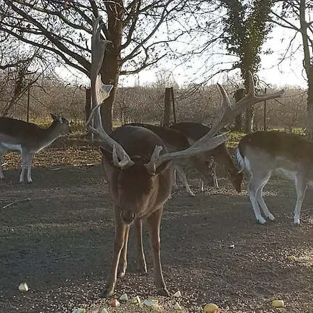 Апартаменты Muehlenberger Ponyhof